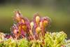 Sonnentau - eine 'fleischfressende' Pflanze, die im Tannermoor vorkommt