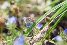 Hochmoor-Bläuling, ein seltener Schmetterling der im Tannermoor vorkommt