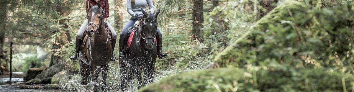 Bildauschnitt: 2 Reiterinnen reiten in einem Bach im Wald